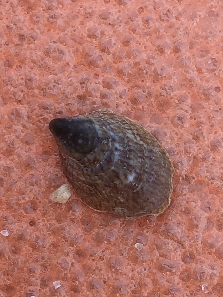 onyx slippersnail