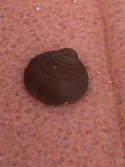Glycymerididae