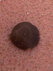 Glycymerididae