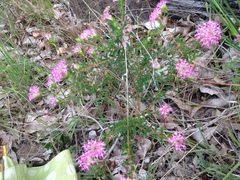 Pimelea rosea