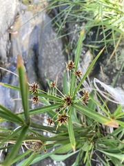 Cyperus vaginatus