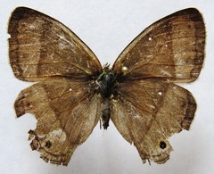 Yphthimoides renata