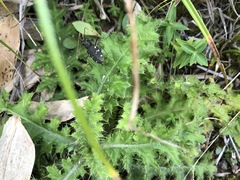 Cicindela sachalinensis