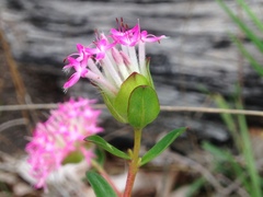 Pimelea rosea