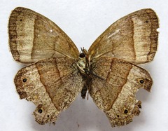 Yphthimoides renata