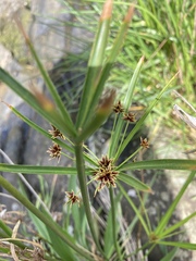 Cyperus vaginatus