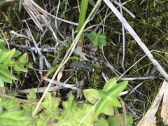 Cicindela sachalinensis