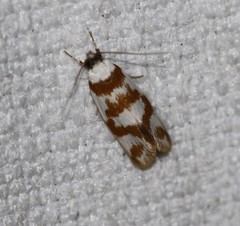 Eulechria thermochroa