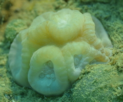 Astraeosmilia maxima