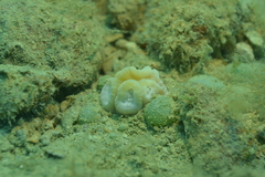 Astraeosmilia maxima