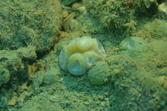 Astraeosmilia maxima