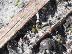 Stylidium perpusillum