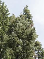 Abies magnifica shastensis