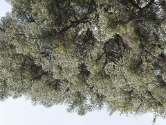 Abies magnifica shastensis