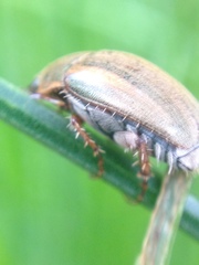 Colymbomorpha vittata