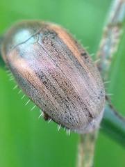 Colymbomorpha vittata