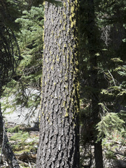 Abies magnifica shastensis