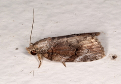 Etanna clopaea