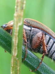 Colymbomorpha vittata