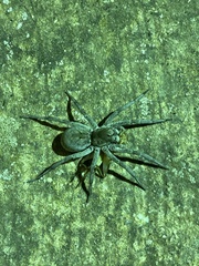 Portacosa