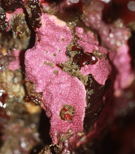 Stylantheca papillosa