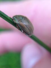 Colymbomorpha vittata