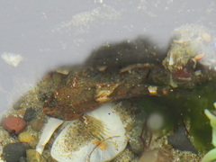 Clinocottus globiceps
