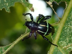 Pachyrhynchus moniliferus