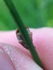 Colymbomorpha vittata