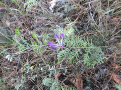 Astragalus suffruticosus