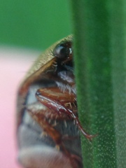 Colymbomorpha vittata