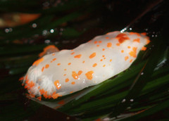 Triopha catalinae image
