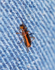 Lemidia