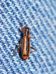 Lemidia