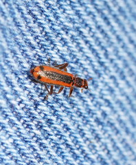 Lemidia