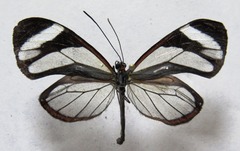 Ithomia patilla