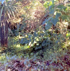 Hedychium gardnerianum