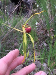 Caladenia procera