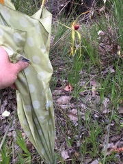 Caladenia procera