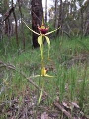 Caladenia procera