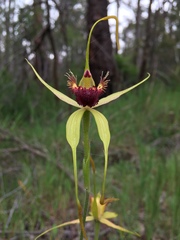 Caladenia procera