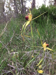 Caladenia procera