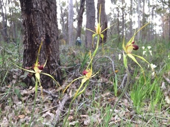 Caladenia procera