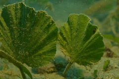 Udotea