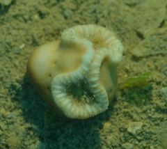 Image of Heteropsammia cochlea
