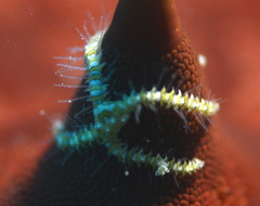 Ophiothela