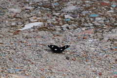 Hypolimnas bolina bolina