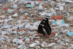 Hypolimnas bolina bolina