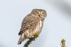 Glaucidium passerinum