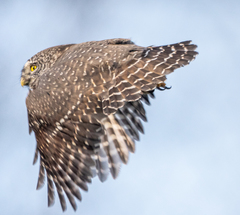 Glaucidium passerinum